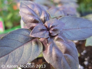 Purple Basil