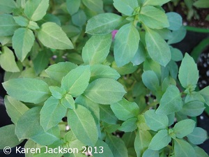 'Spicy Globe' basil