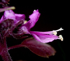 basil flower