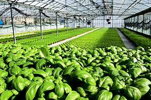 basil grown in italy