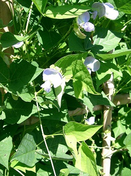 Psophocarpus tetragonolobus, Osaka-fu Japan