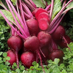 Beet Early Blood Turnip