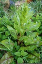 Beetroot Stalk