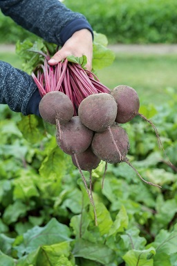 Beet Suberto from Bejo Seeds