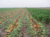 Beta vulgaris, Beetroot fields, Germany