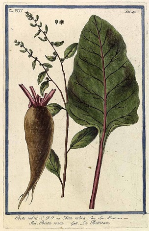 Beta vulgaris L. var. rubra