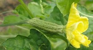 Bitter melon’s female flower