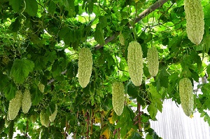 Bitter melon droop under the shed