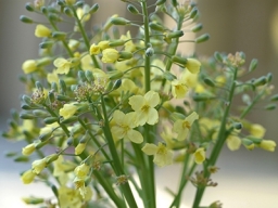 broccoli flowering