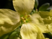 Stamens