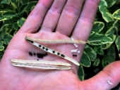 Brassica oleracea var. italica. Broccoli Seeds at Bonsallo Ave Urban Garden.