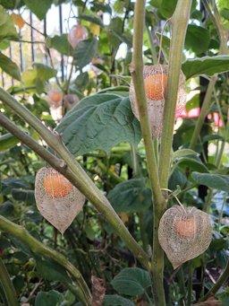 Cape Gooseberry Physalis peruviana, Coronel, Bío Bío, Chile