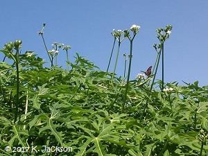 Long flower stems and butterfly