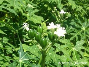 Juvenile seed pods