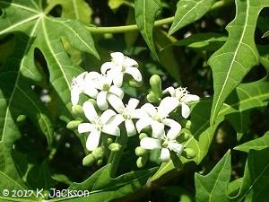 Chaya flowers