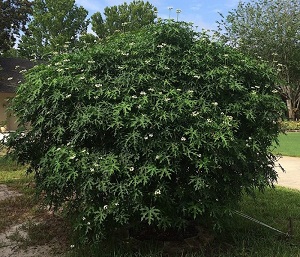 Chaya leaves are edible after cooking