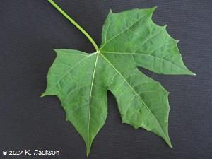 Chaya leaf