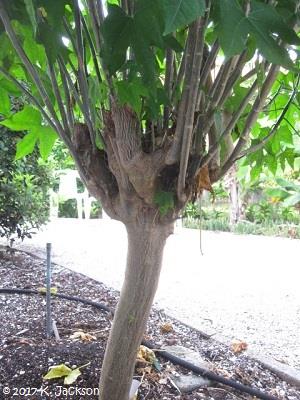 Pollarding; last season's growth from the pruning area