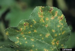 Sporulation of Pseudoperonospora cubensis on underside of pumpking (cv. Howden) leaf