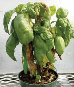 Basil with fusarium wilt