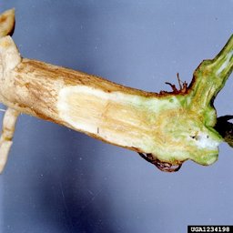 Fusarium wilt symptoms on watermelon stem