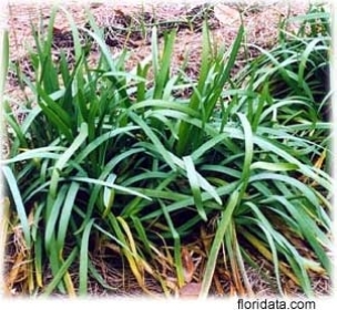 Steve grows his garlic chives in the vegetable garden where they can be conveniently plucked for positioning atop baked pototoes