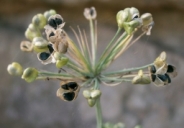 Allium tuberosum, Osaka-fu Japan