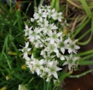 Garlic chives, Kow choi or Nira. Amaryllidaceae