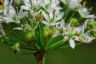 Allium tuberosum Rottler ex Spreng., Young fruit