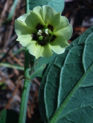 Ground Cherry, P. walteri & P. viscosa