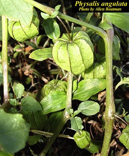 Physalis angulata