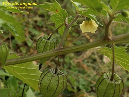 Physalis angulata