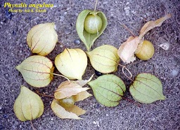 Physalis angulata