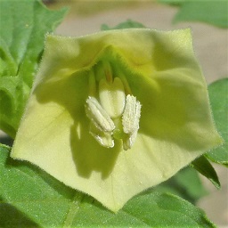 Physalis angulata L.