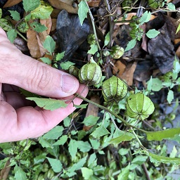 Physalis angulaata