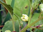 Physalis angulata L.