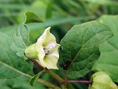 Physalis angulata L.