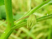 Physalis angulata L.