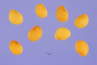 Physalis angulata L. - cutleaf groundcherry