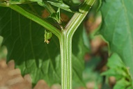 Stem and node