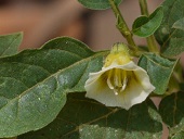 Physalis angulata L.