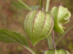 Physalis angulata