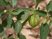 Physalis angulata L.