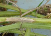 Canker on watermelon stem due to gummy stem blight