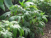 Red stems & stalks, green leaves