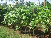 Round to slightly lobed, green leaves