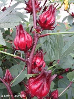 Hibiscus sabdariffa leaf