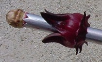 Decoring - removal of a seed capsule from the fruit using a simple hand-held gadget to obtain its calyx