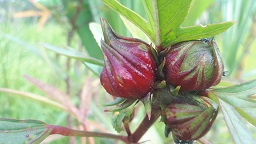 Roselle Hibiscus sabdariffa