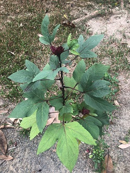 Roselle Hibiscus sabdariffa